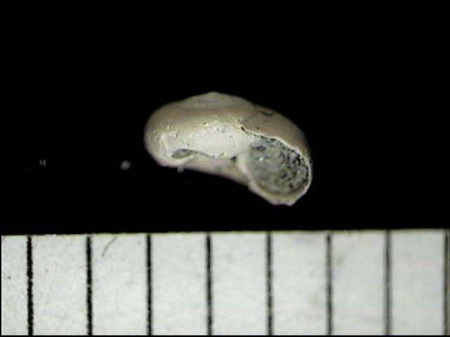 Tornus (Tornus) excalliferus (Sacco, 1896)  Pliocene  Biella